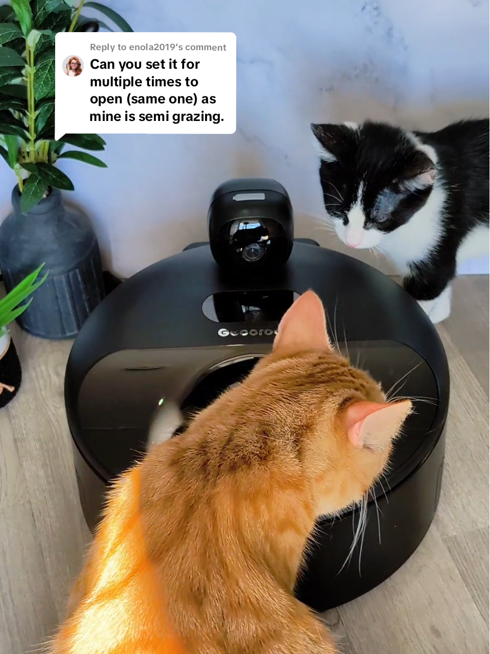 TikTok post by @itscookiecat for Geoorood. Caption reads: [...] #autofeederreview @Geoorood-us #bestfeeder....