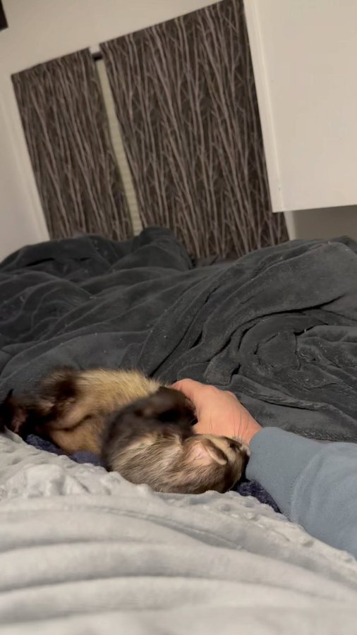 Instagram post by @hikingferret for Oxbow Animal Health. Caption reads: Happy world kindness day! What are some of the....