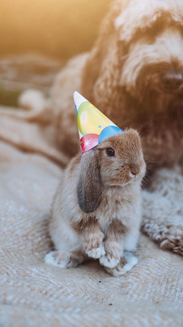 Instagram post by @huggablebuns for Lovepop. Caption reads: [...] pawty and the joyful time together. @lovepop....