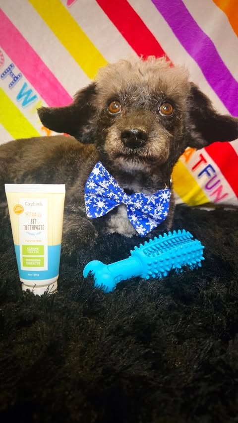 Instagram post by @kodathecanineyoda for Oxyfresh. Caption reads: Being an #oxyfreshpawtner is life changing!!!!....