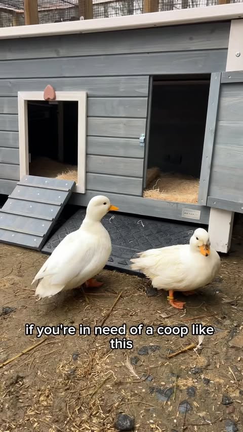 Instagram post by @dunkin.ducks for Petsfit. Caption reads: #gifted I’m so excited for this much needed....