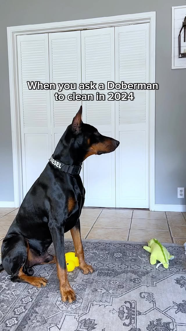 Instagram post by @diesel_dobie for K9 Ballistics. Caption reads: The end is so true 😅 #ad. Diesel’s @k9ballistics....