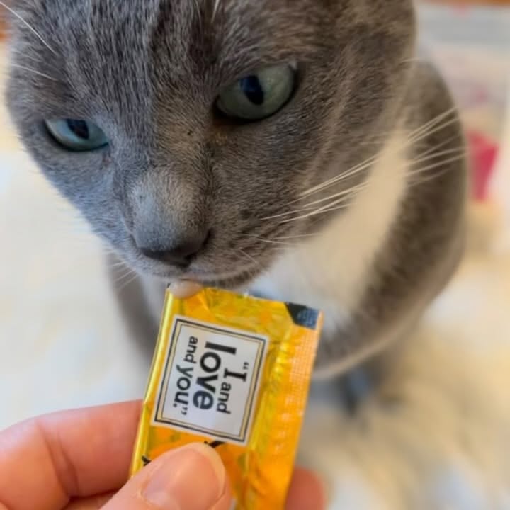 Instagram post by @purrfectinfluencer for I and love and you. Caption reads: [ad] It's treat time with "I and love and you"....