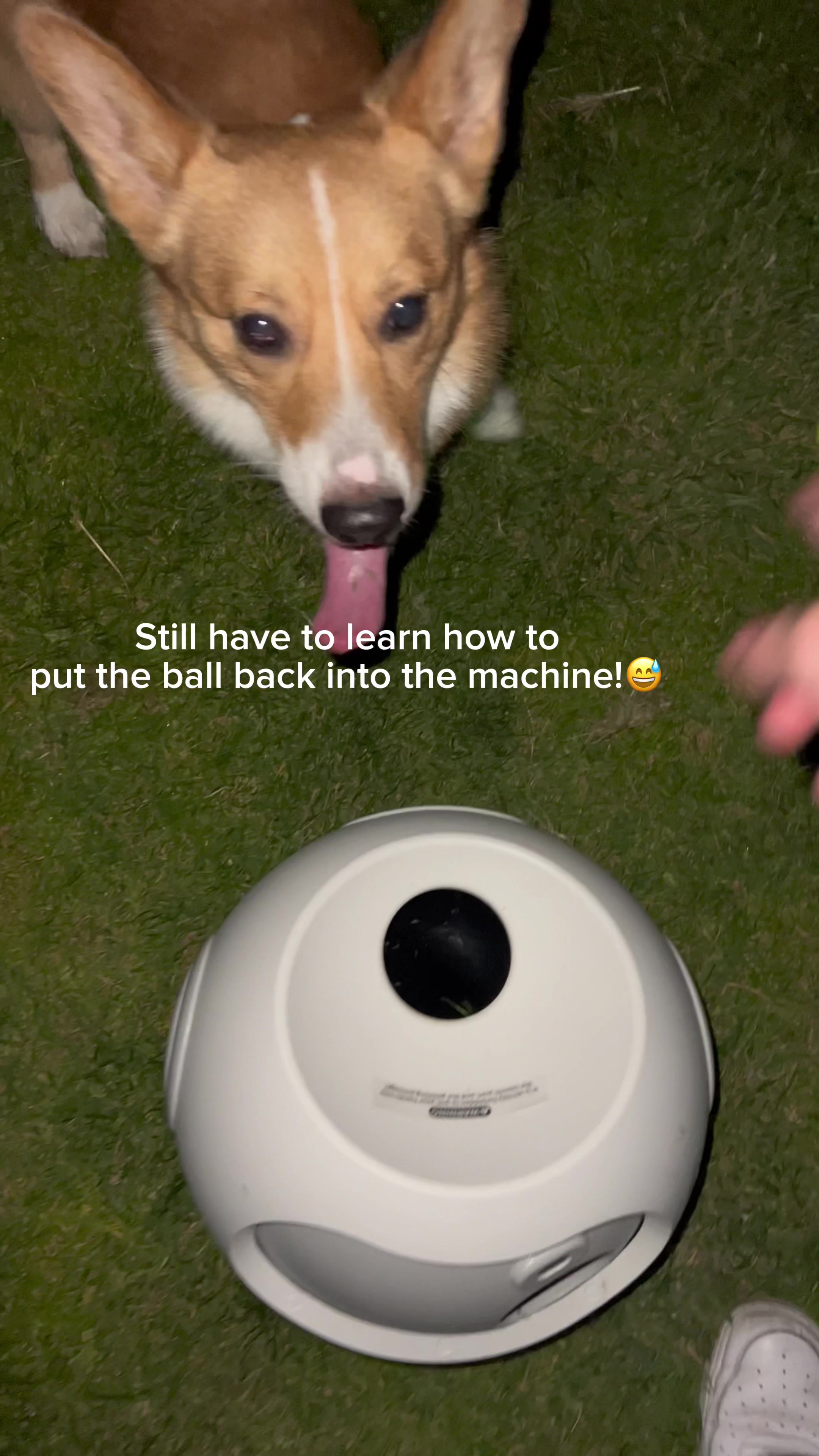 TikTok post by @corgibobaa for Uahpet Shop US. Caption reads: Your True Feeling @Uahpet Shop US #UAHPET #pettoy....