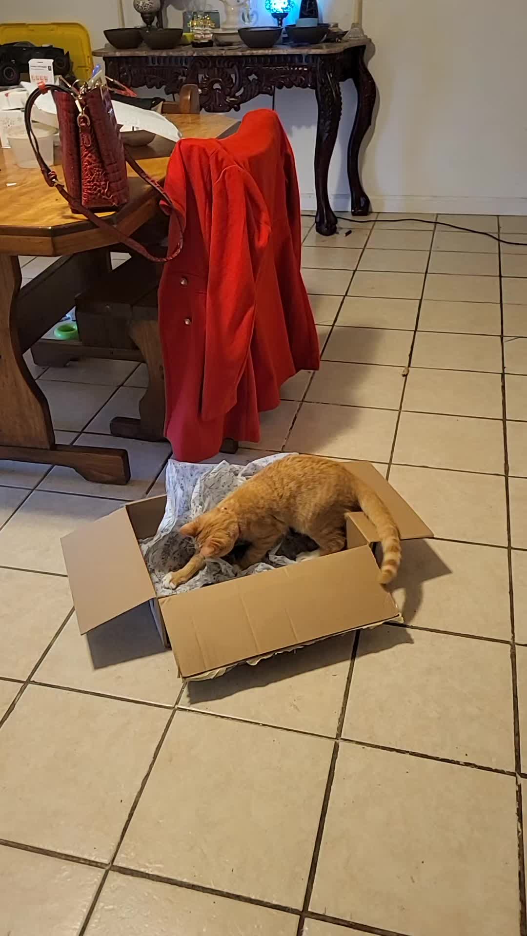 TikTok post by @cajunnanacat for TikTok Shop. Caption reads: @TikTok Shop 🇺🇸 #catnip #cat #kitty #happykitty....