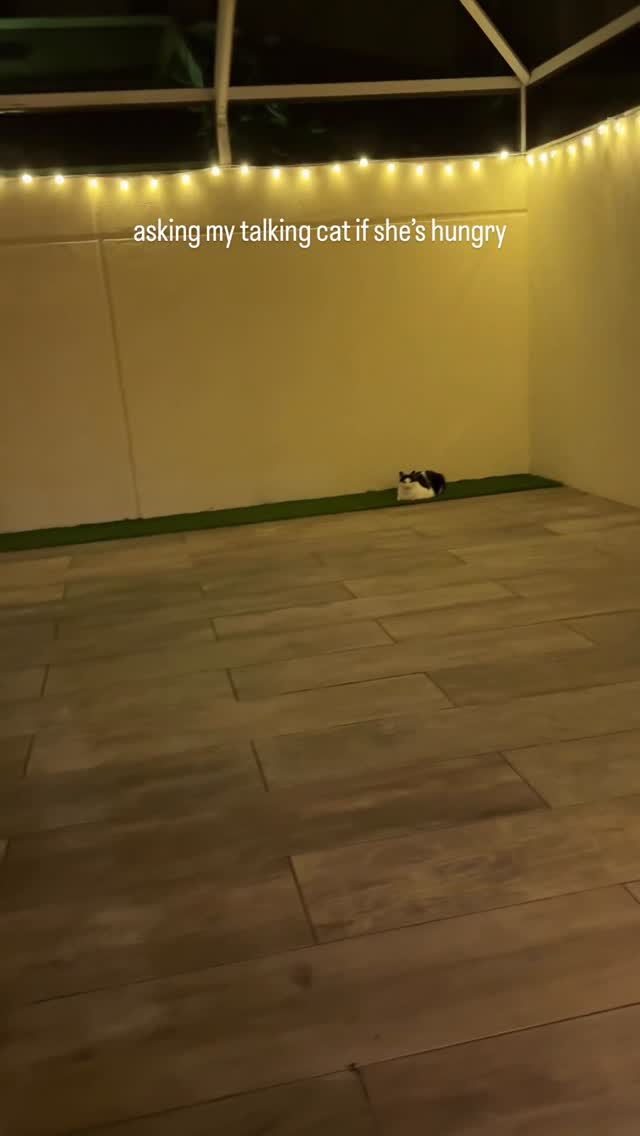 Instagram post by @meowwithpeppa for Fancy Feast. Caption reads: tonight’s dinner @fancyfeastcatfood....