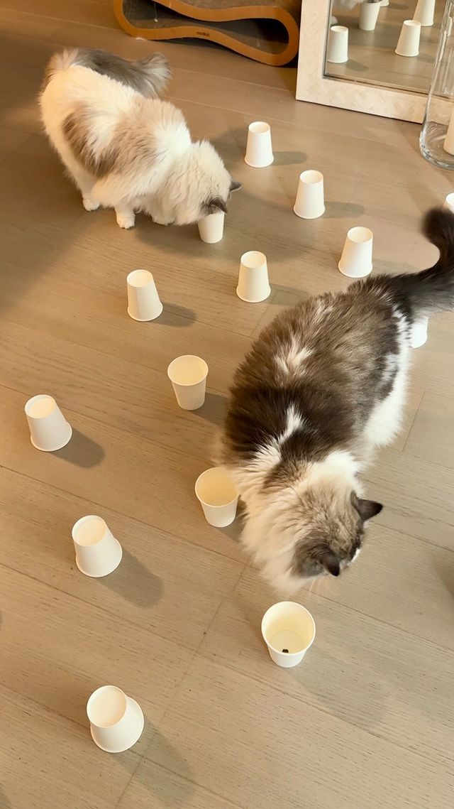 Instagram post by @sirgeorge for ZIWI Pet Food. Caption reads: Day 23 of my 30-Day Cat Enrichment Challenge:....