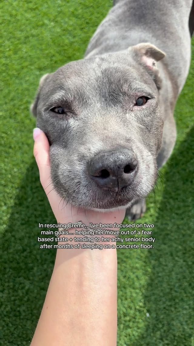 Instagram post by @sara__yoder for Pet Releaf. Caption reads: [...] 🫶🏼 #ad #explore #rescue#shelter #petreleaf.