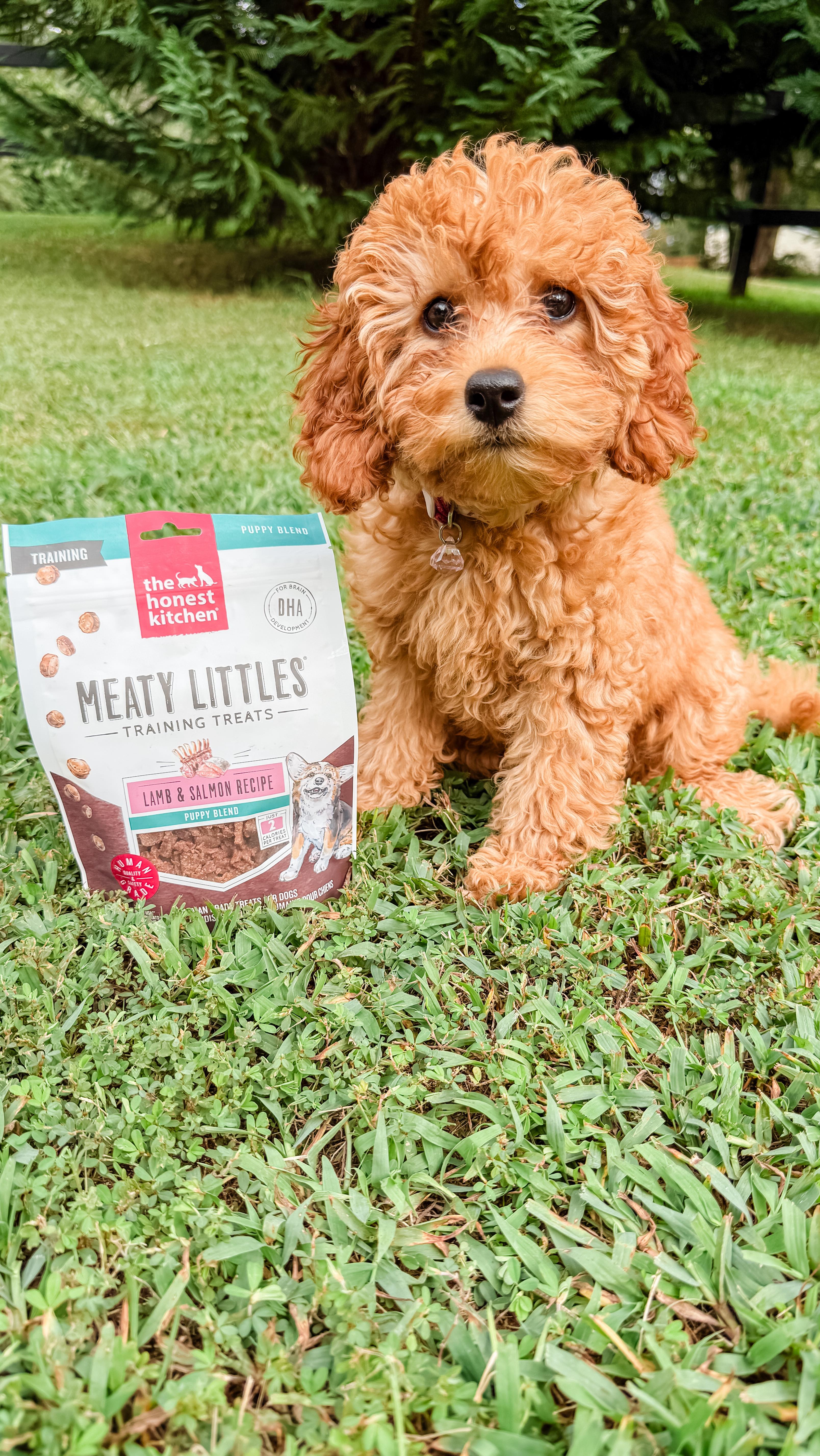 Instagram post by @shelly_and_madisyn for The Honest Kitchen. Caption reads: PUPPY TRAINING LEVEL: Cuteness overload! 🐾 Ella....