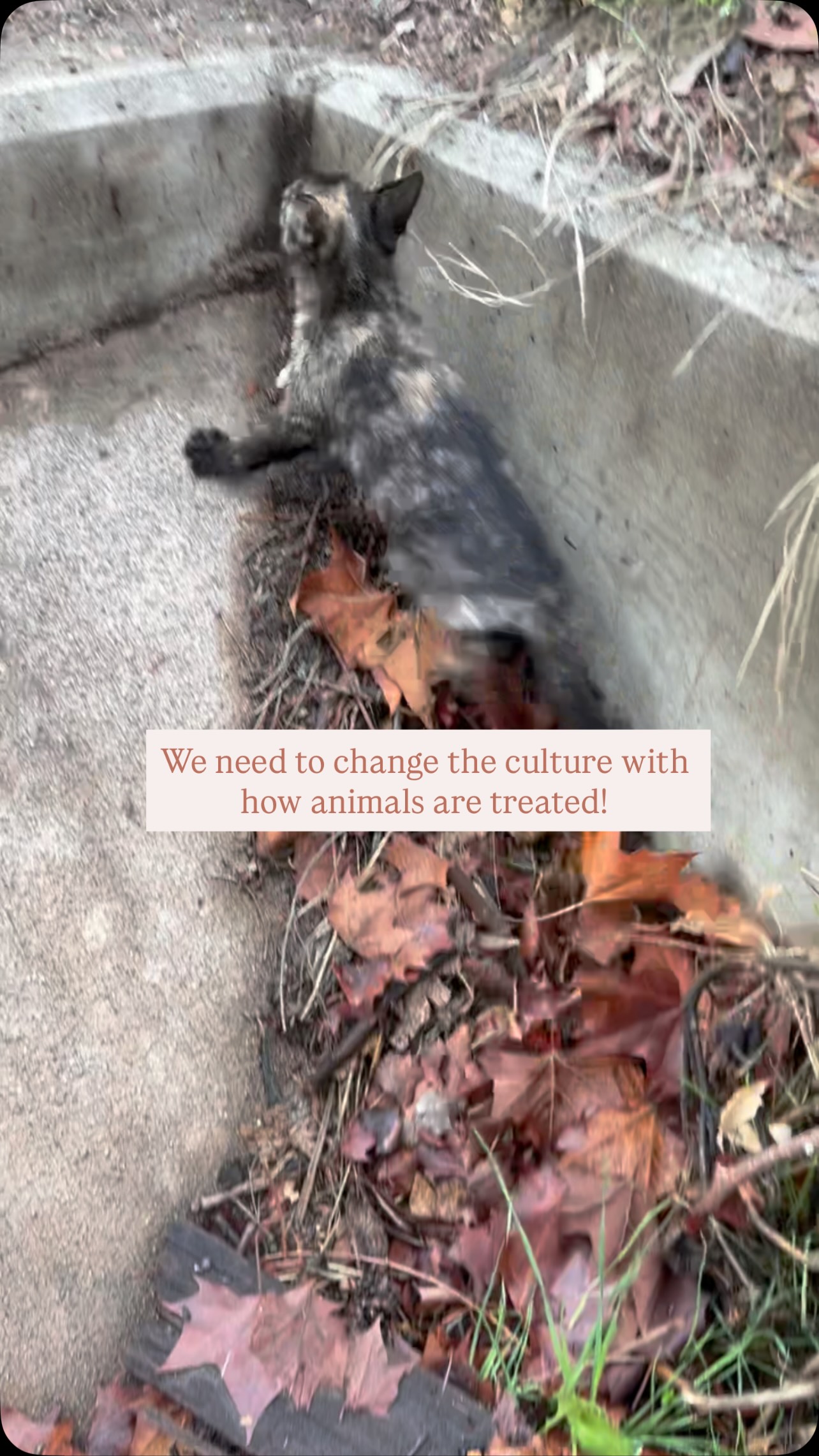 Instagram post by @deservingdogs for Comfrt. Caption reads: Every single week I witness sad and disturbing....