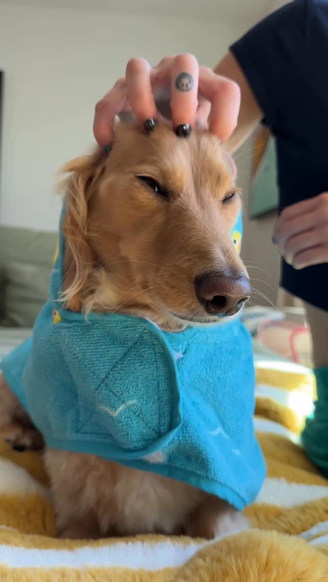 Instagram post by @itsyaboy_winston for Sundays for Dogs. Caption reads: I am about to get blacklisted... @sundaysfordogs....