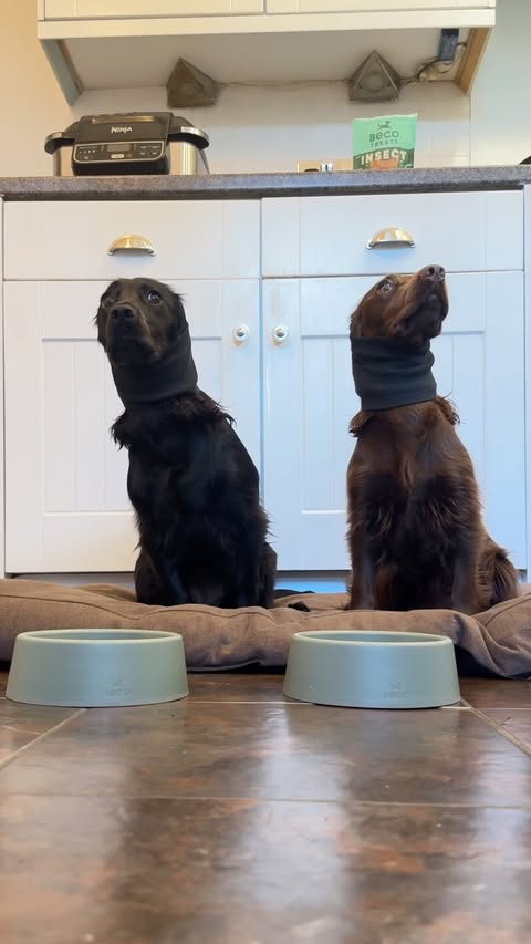 Instagram post by @cocker.milly for Beco Pets. Caption reads: [...] 🤭 use MILLY25 for 25% off on the becopets....