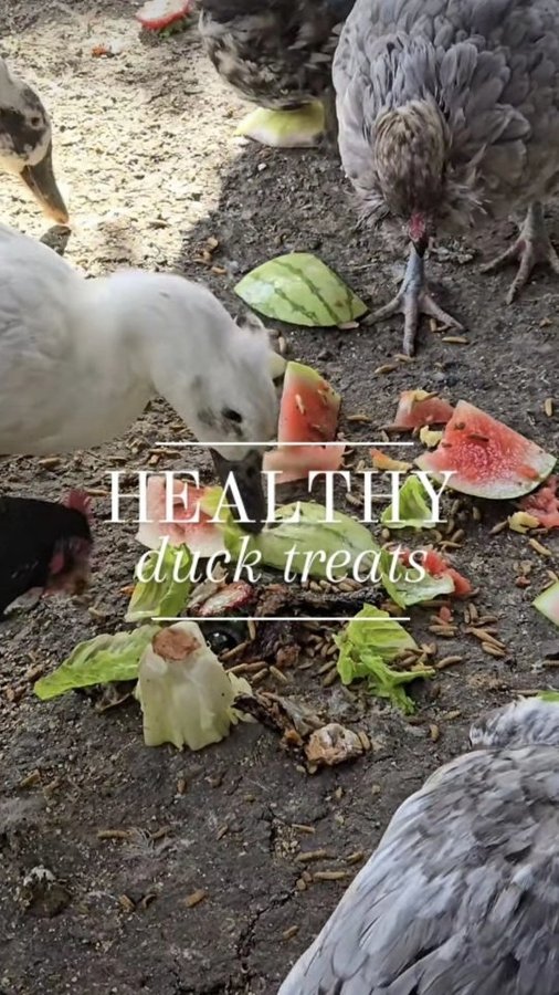 Instagram post by @fresheggsdaily for Grubbly Farms. Caption reads: [...] also love spaghetti, watermelon and....