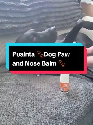 TikTok post by @stacey_and_teddy for Puainta. Caption reads: [...] #foryoudays #dogcareroutine @Puainta UK.