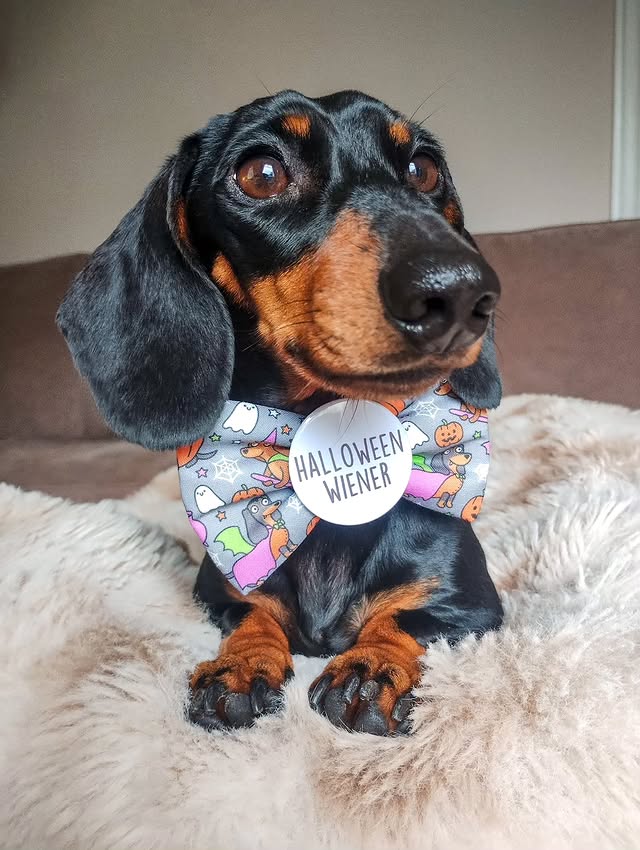 Instagram post by @roxy.thesausage for Frankys Bowtique. Caption reads: [...] #happyhallowiener #hallowiener....