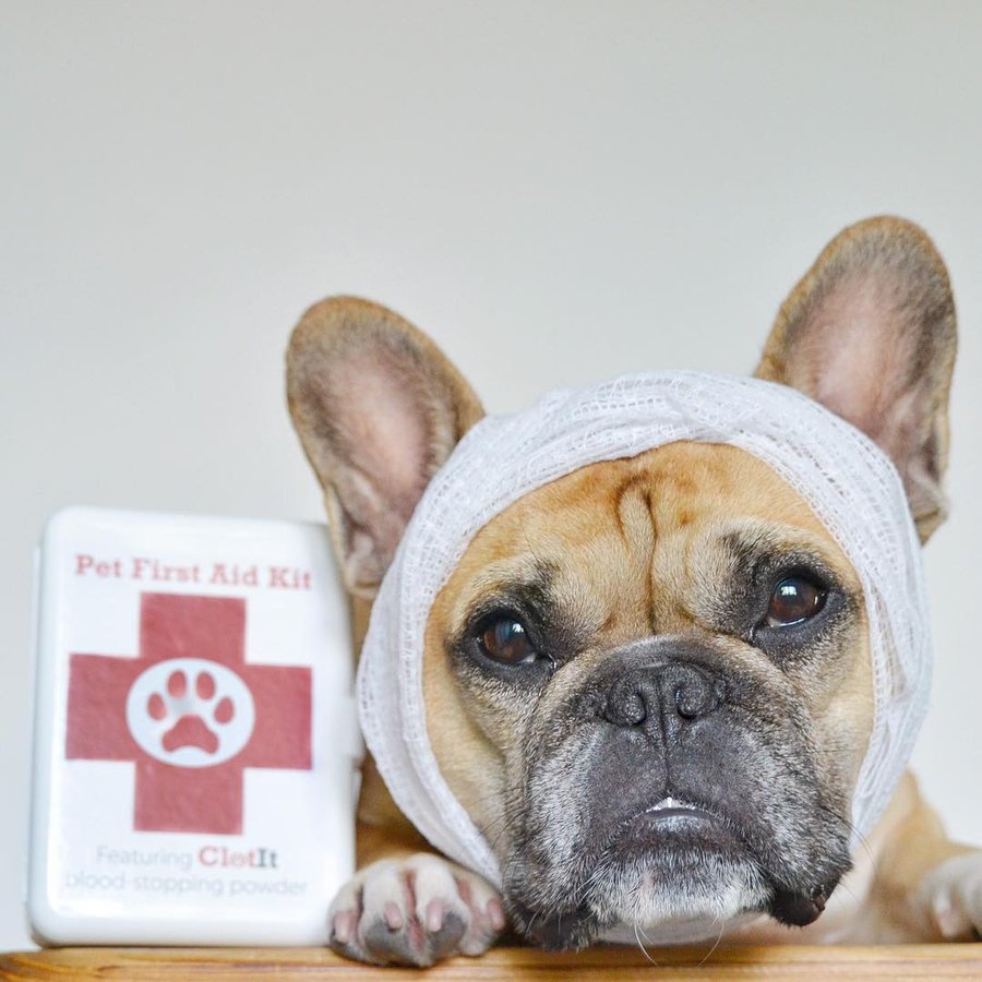 Instagram post by @gusgusinthecity for Good Morning America. Caption reads: looks like i'm going to have to call in sick....