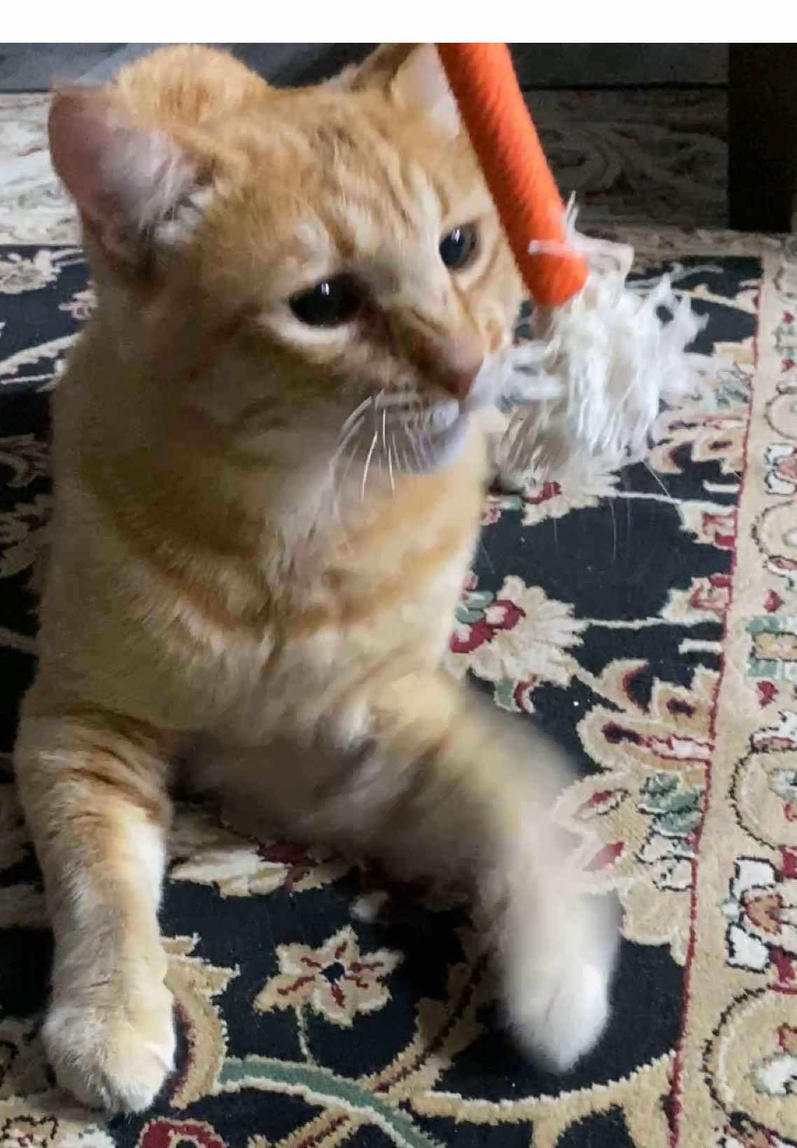 TikTok post by @goofygibber for Potaroma. Caption reads: [...] :3 #catsoftiktok #orangecat #cattoy....