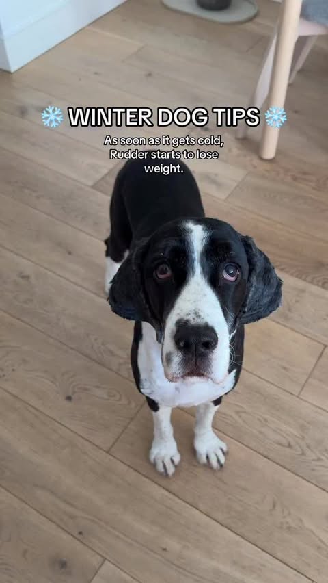 Instagram post by @myboyrudder for Sundays for Dogs. Caption reads: [...] RUDDER30 for 30% off your first 3....