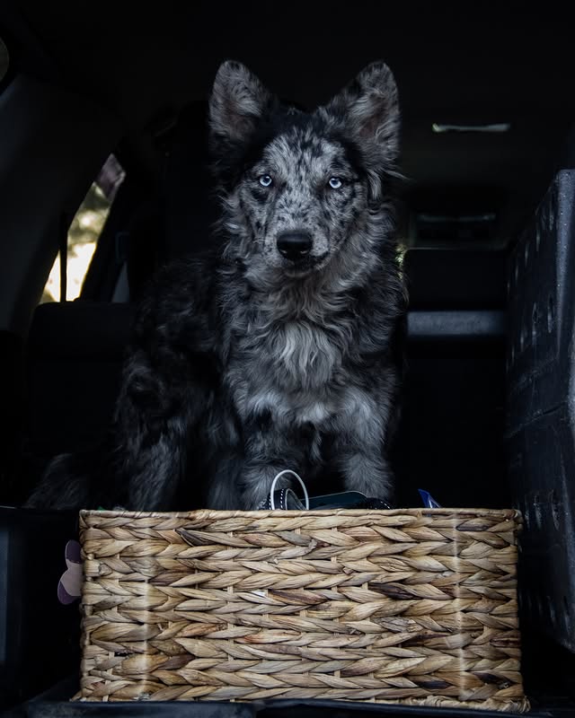 Instagram post by @workingshepherdcrew for Pupfluence. Caption reads: [...] product from @parklifedesigns through....