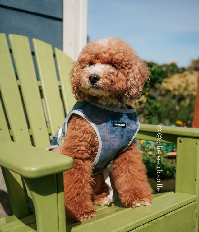 Instagram post by @ollielee.doodle for Spark Paws. Caption reads: [...] step ahead with this cooling vest from....