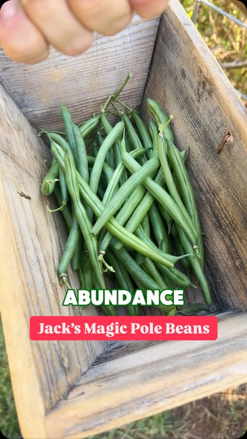 Instagram post by @redleafranch for Ferry-Morse. Caption reads: [...] all the ABUNDANCE this season with....