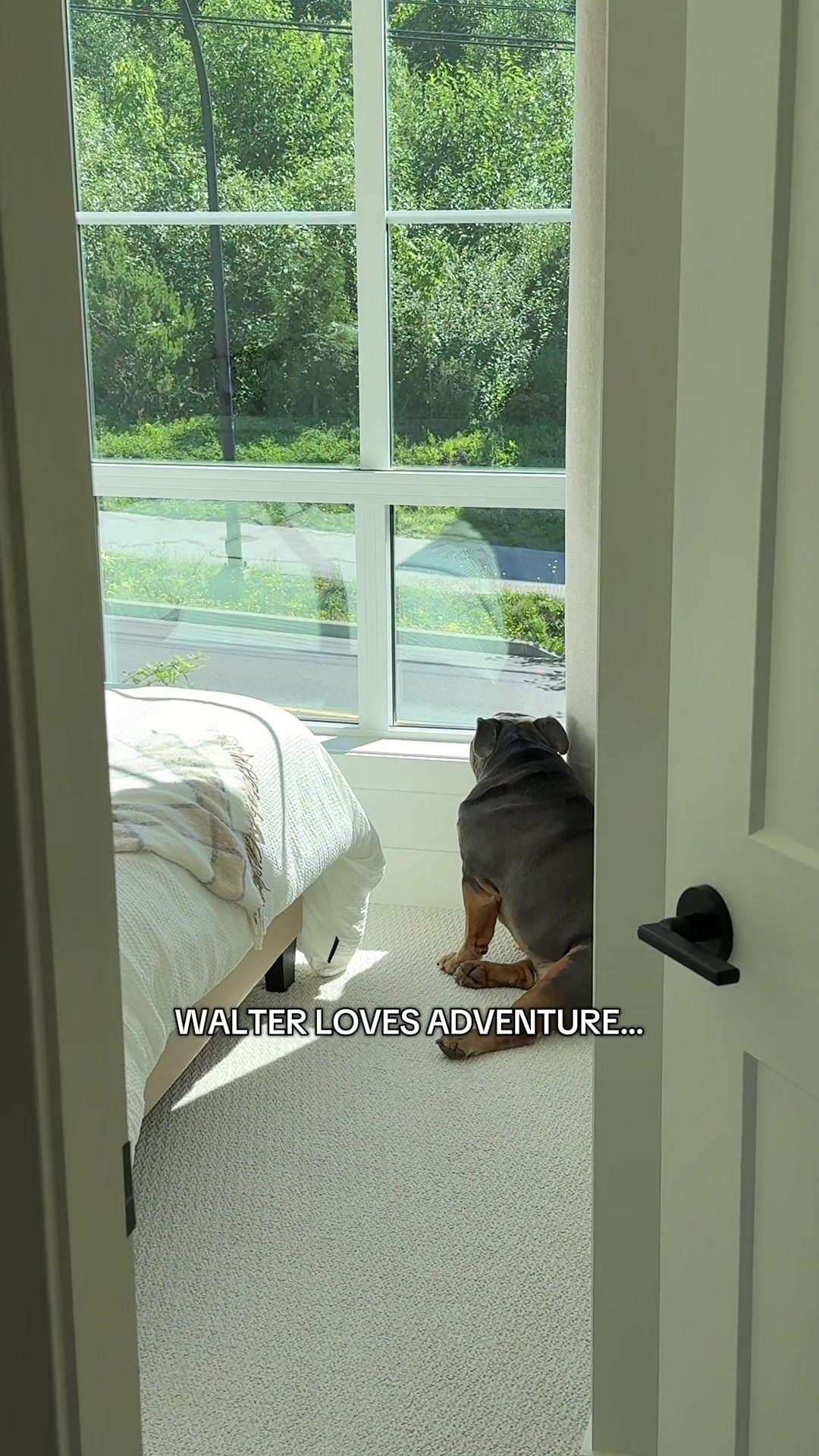 TikTok post by @walter.the.englishbully for Muddy Mat. Caption reads: [...] messy. Not anymore thanks to our new @Muddy....