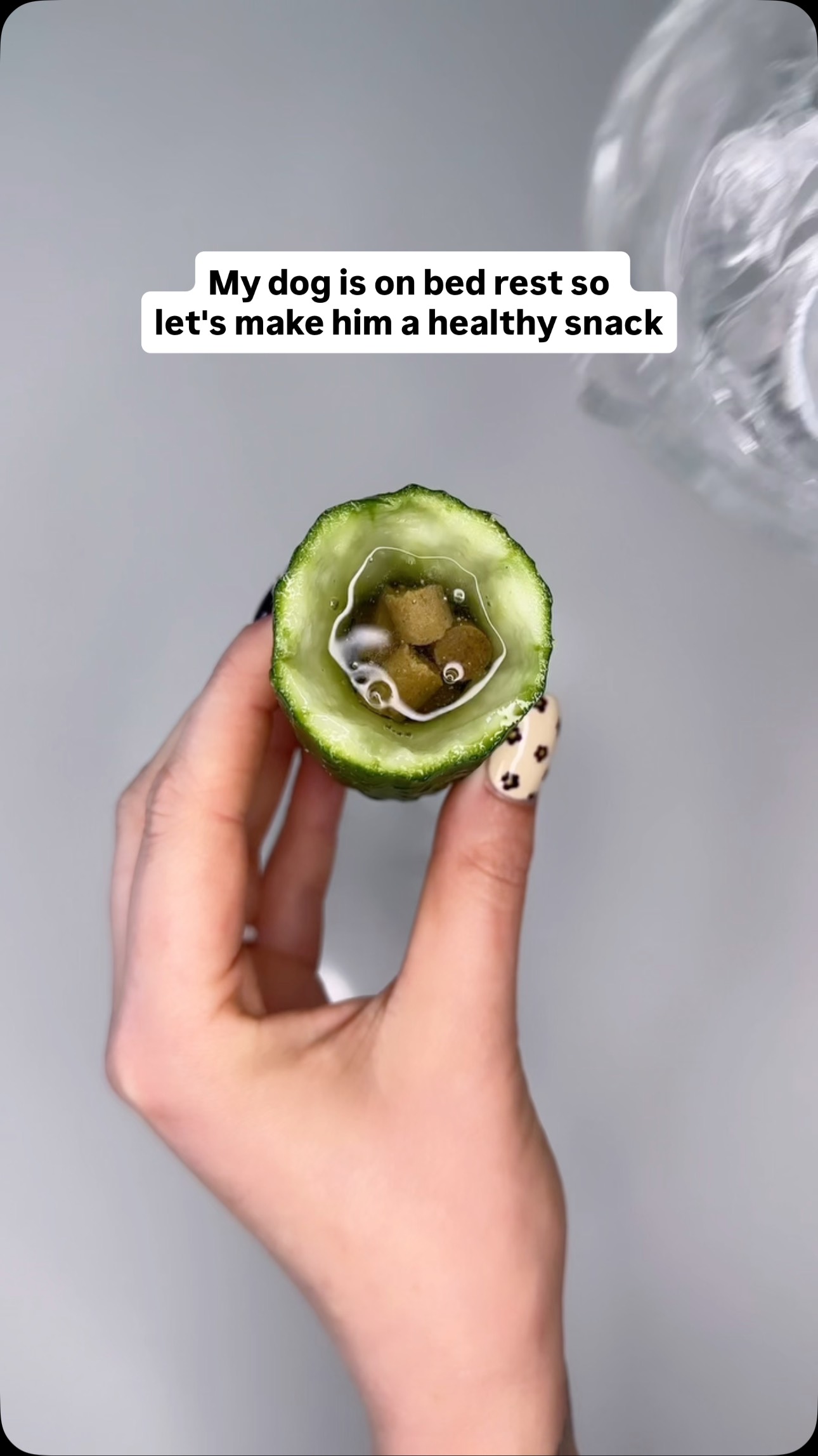 Instagram post by @wanderlustwithdogs for Earthborn Holistic Pet Food. Caption reads: Having an active dog that is on strict bed rest is....