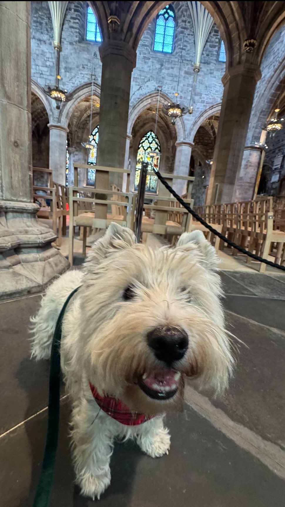 Instagram post by @forrest_the_westie for WeRateDogs. Caption reads: Did you know there is a dog 🐕 friendly church ⛪️....