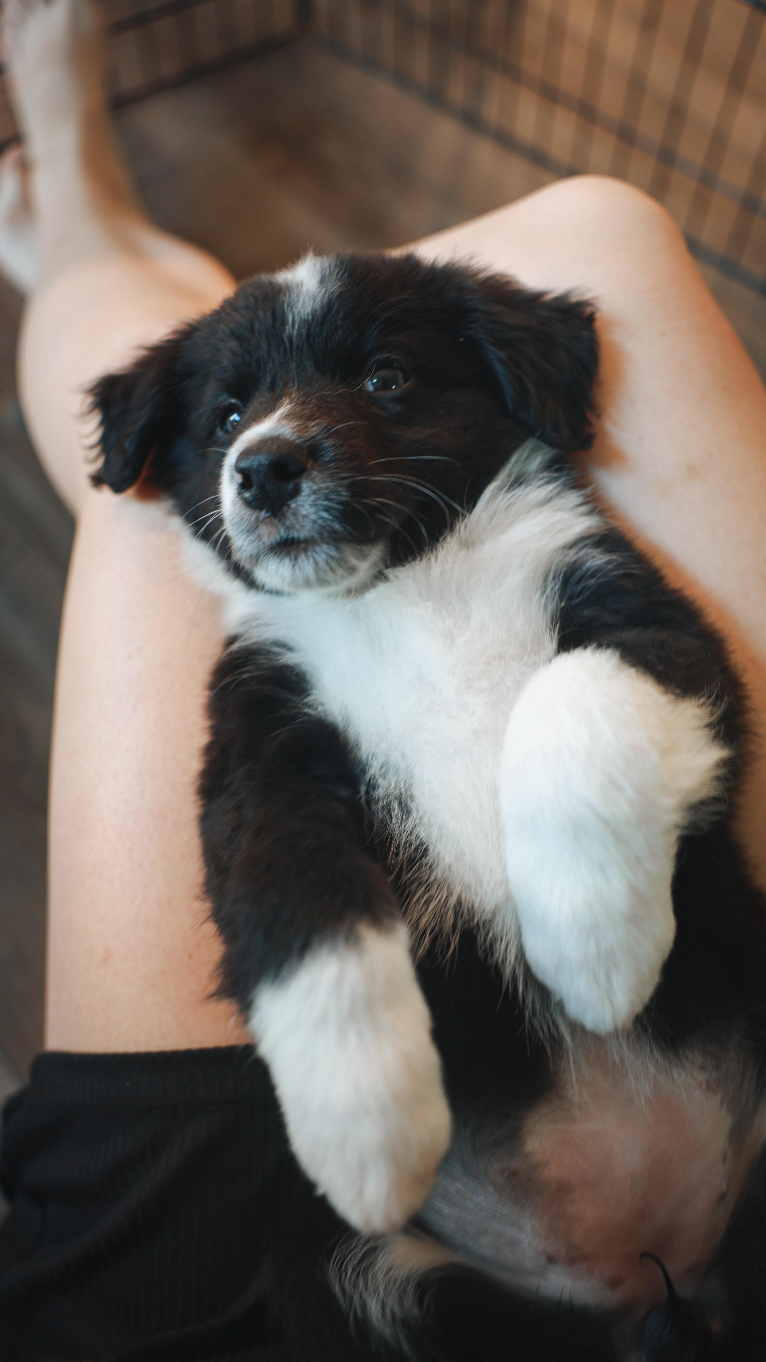 Instagram post by @stiltontheaussie for WeRateDogs. Caption reads: If you’re having a bad day this should help....