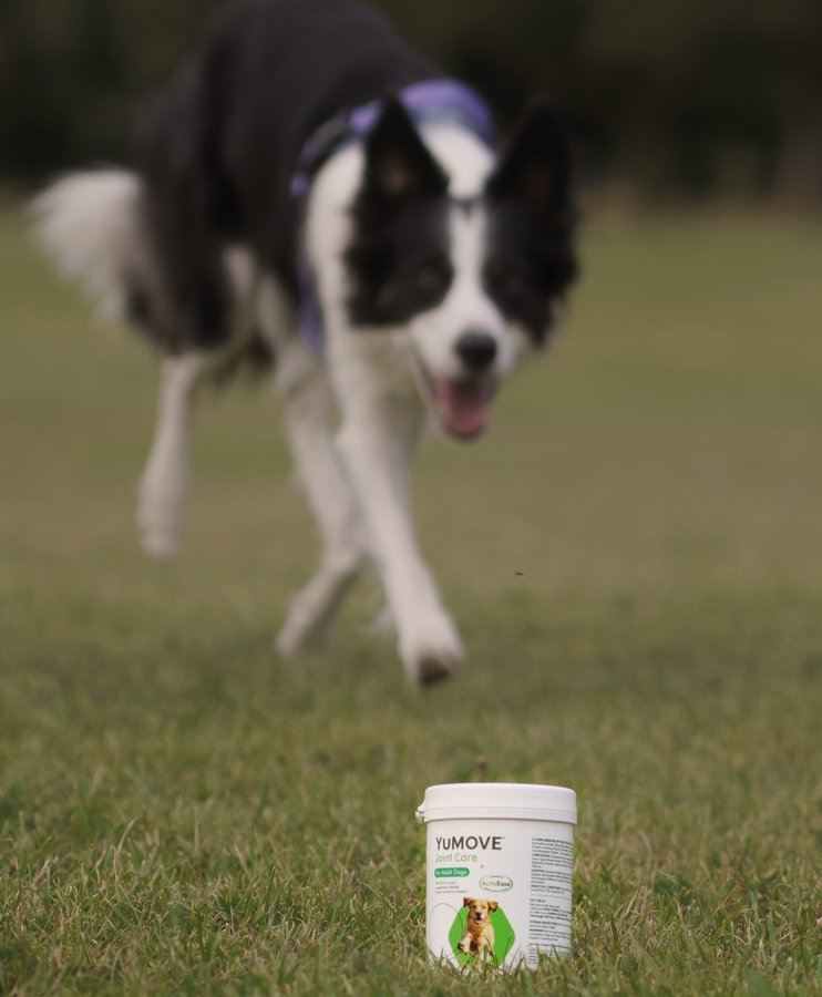 Instagram post by @minniethecolliee for YuMOVE. Caption reads: Here’s how to look after our joints 👇

@yumove_uk....