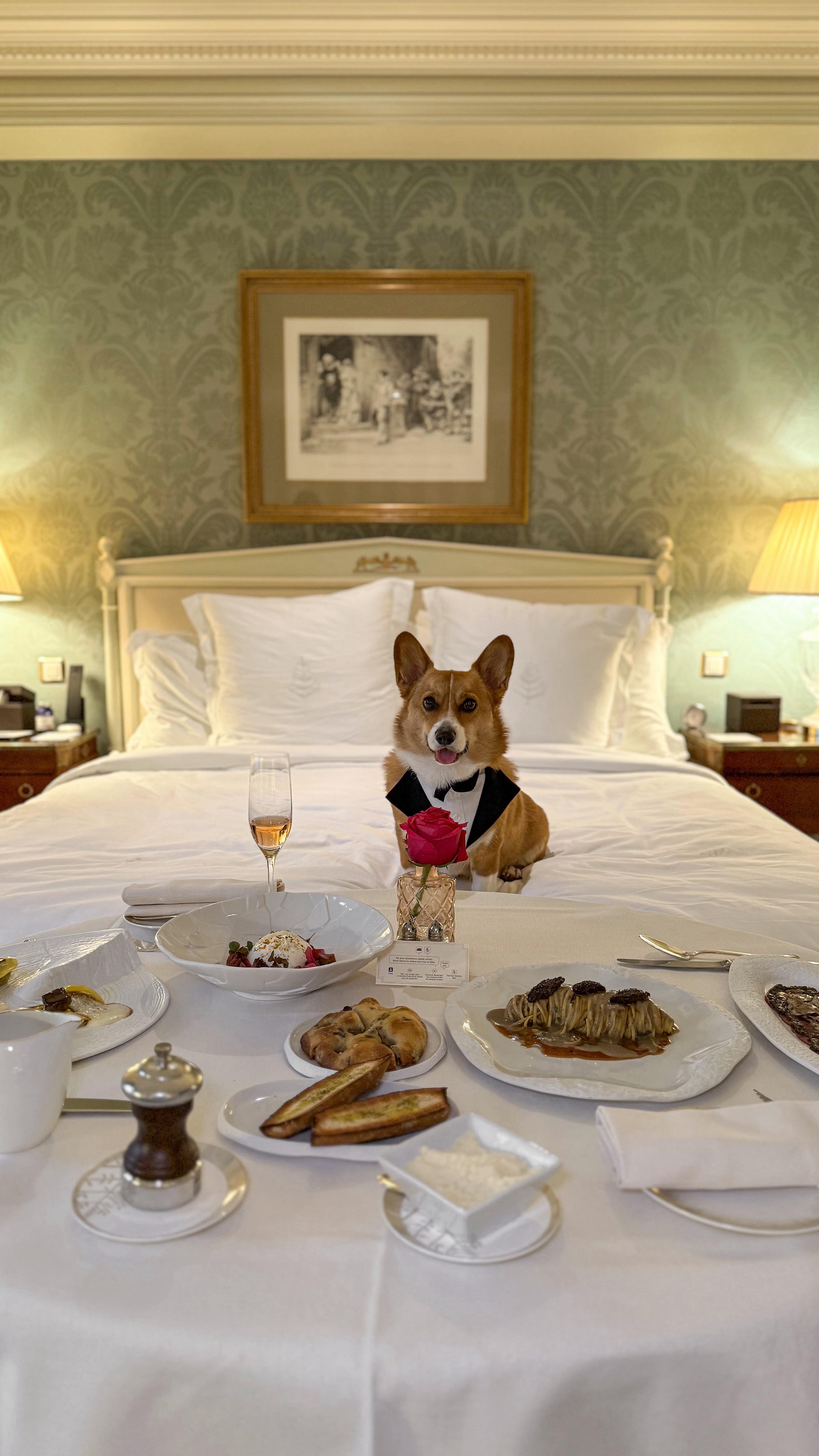 Instagram post by @worldwide_winston for JustFoodForDogs. Caption reads: Experience the taste of Winston’s world, with 30%....