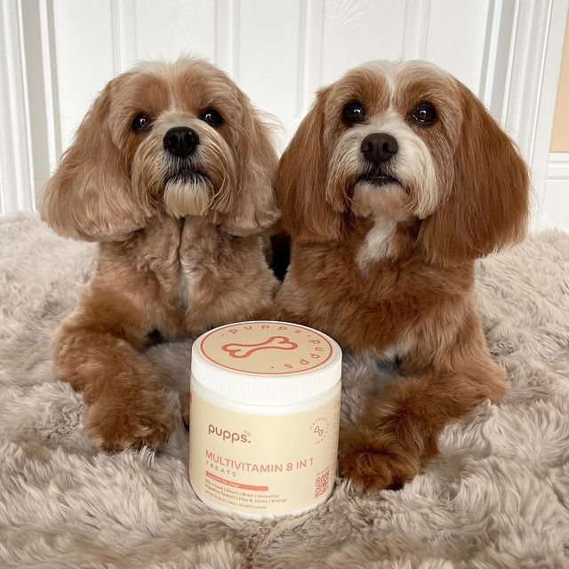 Instagram post by @rodneyandmabel_the_cavapoos for Pupps. Caption reads: [...] 🥳 with our 8 in 1 Multivitamins from....