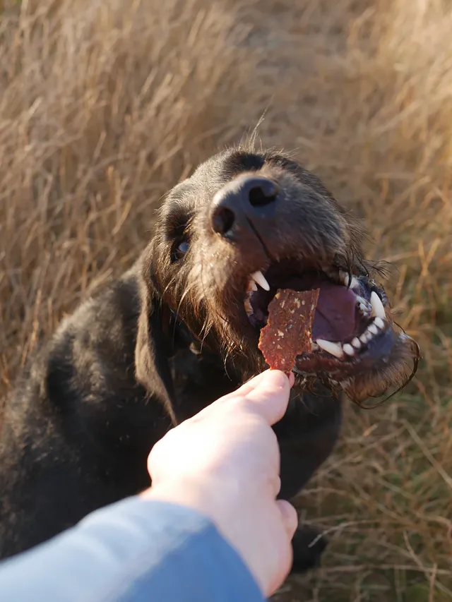 Instagram post by @lhotse_lab_pointer for Different Dog. Caption reads: [...] on your dog's treats? Pumpkin bars -....