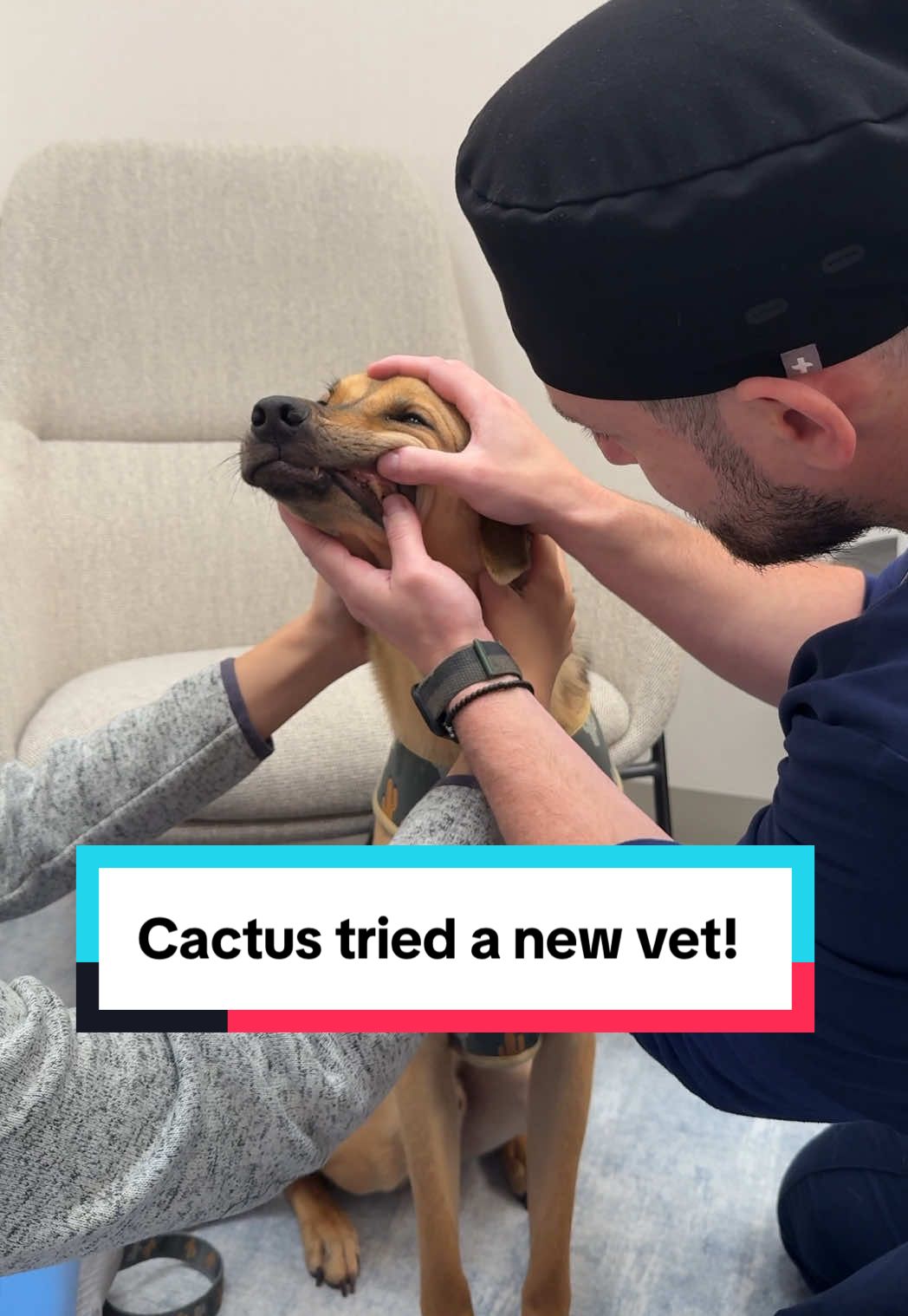 TikTok post by @cactustherescue for Chewy. Caption reads: [...] for the right fit. Thankfully, there’s a....