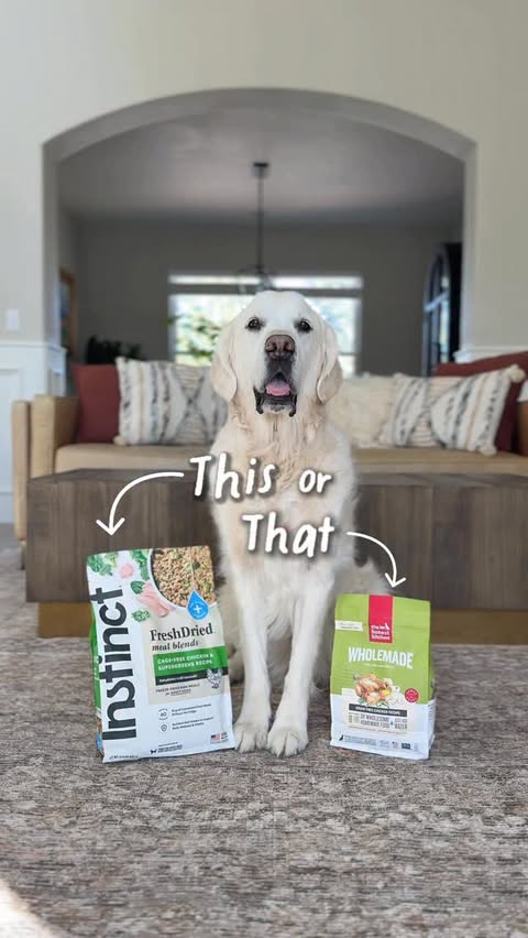 Instagram post by @leothecream for Instinct Pet Food. Caption reads: [...] but one is way fresher…👀 #ad⁣ ⁣....