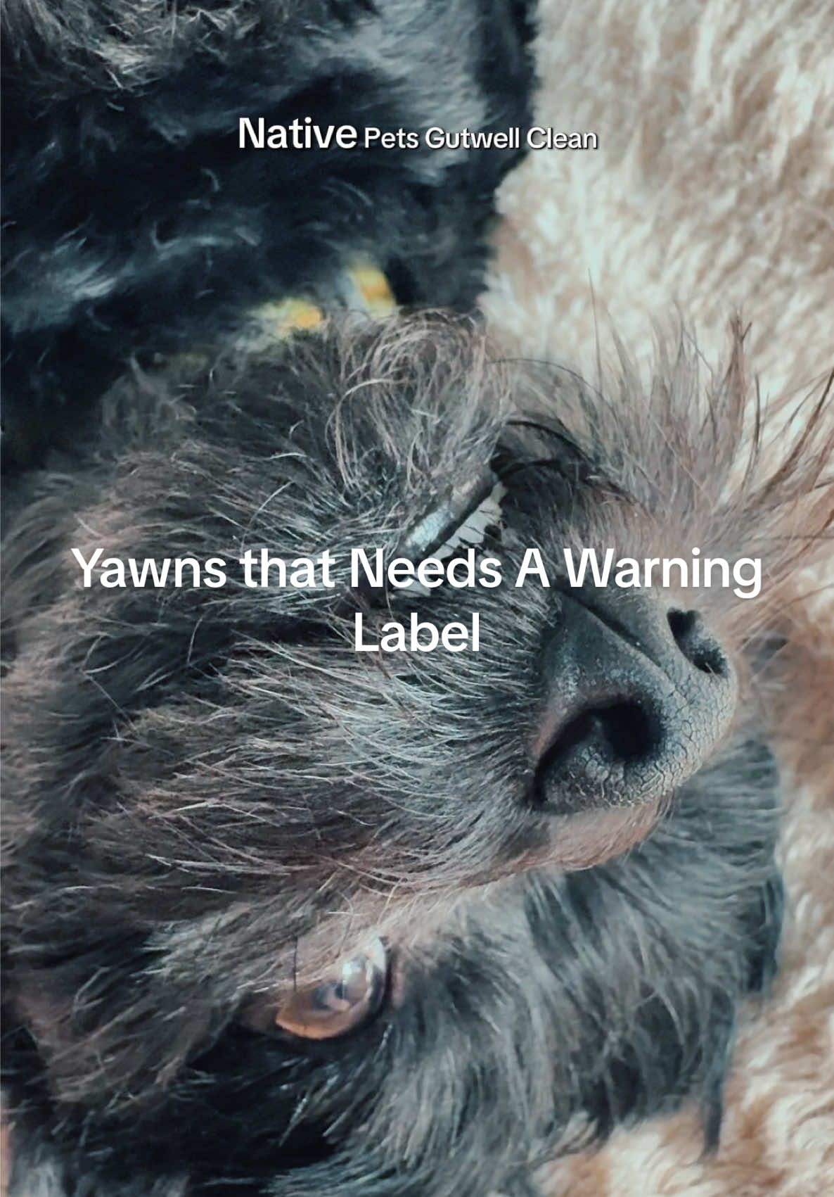 TikTok post by @seekingthejoy for Native Pet. Caption reads: [...] #DogCare #FreshBreath #PetWellness....