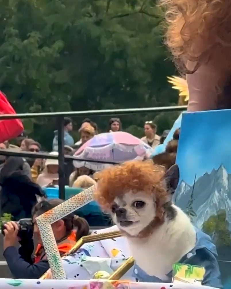 Instagram post by @mensweardog for The Farmer's Dog. Caption reads: The Washington Square Park Dog Costume Contest was....