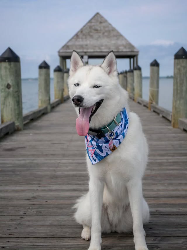 Instagram post by @husky_sashanova for Fi. Caption reads: [...] big pier! 🐺🐾🌊 It’s a popular spot for....