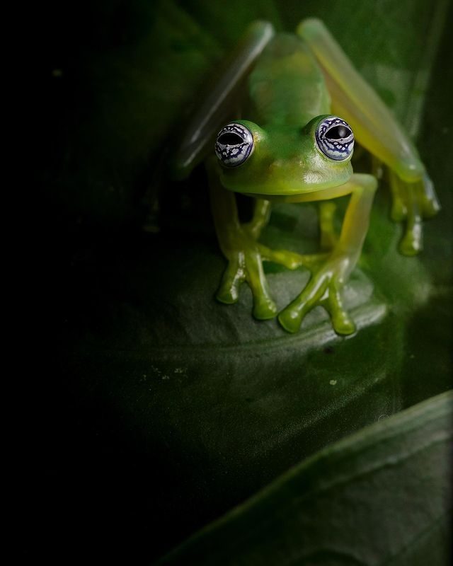 Instagram post by @donabertarelliphilanthropy for Discover Earth. Caption reads: 🐸 Nature’s tiny wonders are full of surprises!....