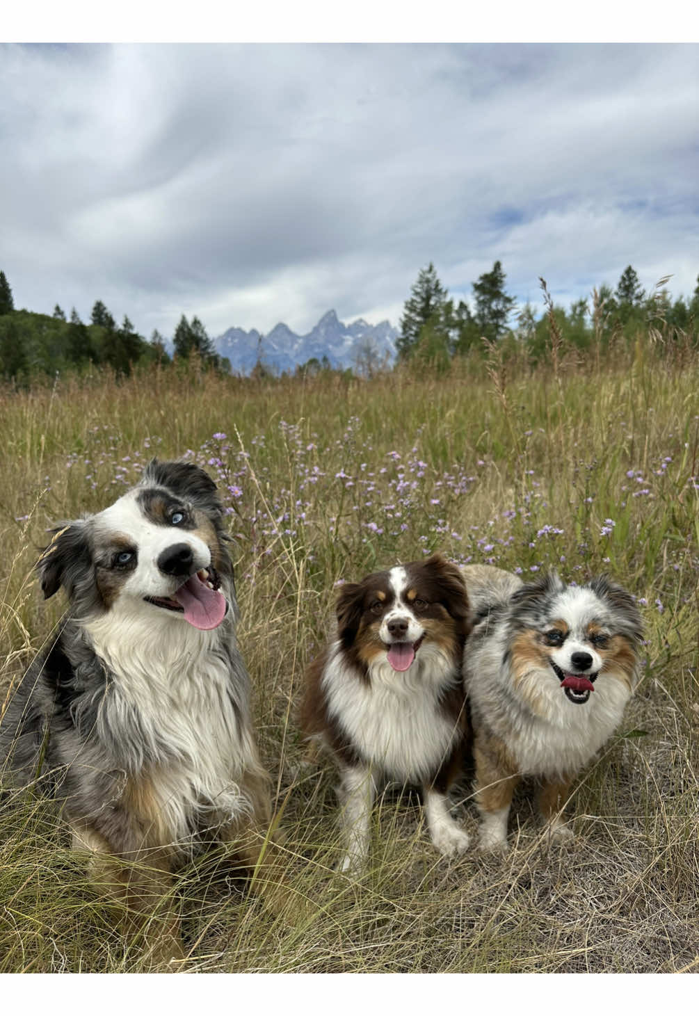 TikTok post by @chaoswithkoda for Petcube. Caption reads: The happiest adventure pups! 🌲 @Petcube....