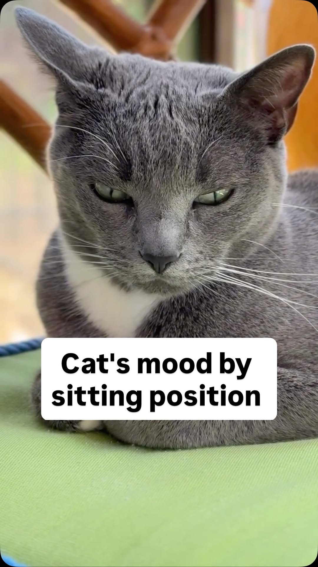 Instagram post by @purrfectinfluencer for Cats of Instagram. Caption reads: How a cat sits can tell so much 🍞.