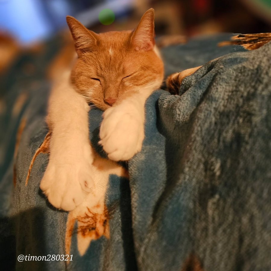 Instagram post by @timon280321 for Scrumbles. Caption reads: Happy Monday Beautifuls 😴

Let the naps continue....