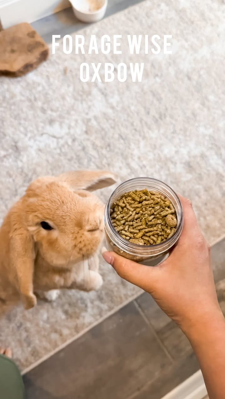 Instagram post by @basiltheminilop for Oxbow Animal Health. Caption reads: pellet excitement from Basil is unmatched 💨 #ad....