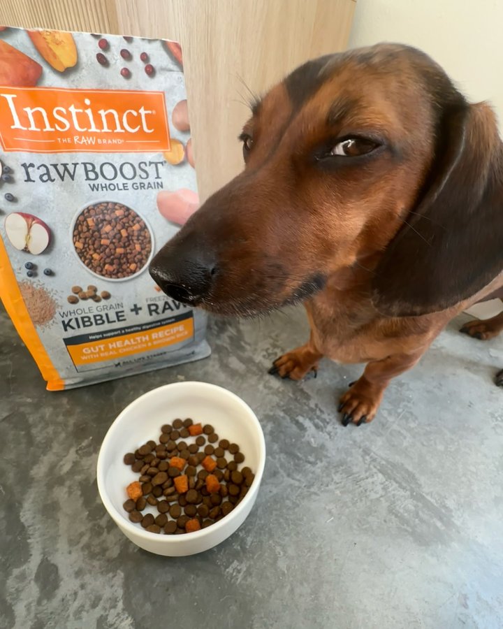 Instagram post by @sprinklestheweenie for Instinct Pet Food. Caption reads: [...] especially when it comes to....