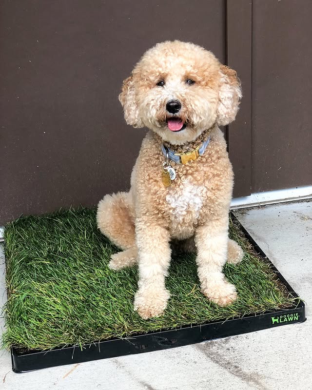 Instagram post by @tucker_minidood for Doggielawn. Caption reads: [...] fan of going outside in the rain? 🌧....