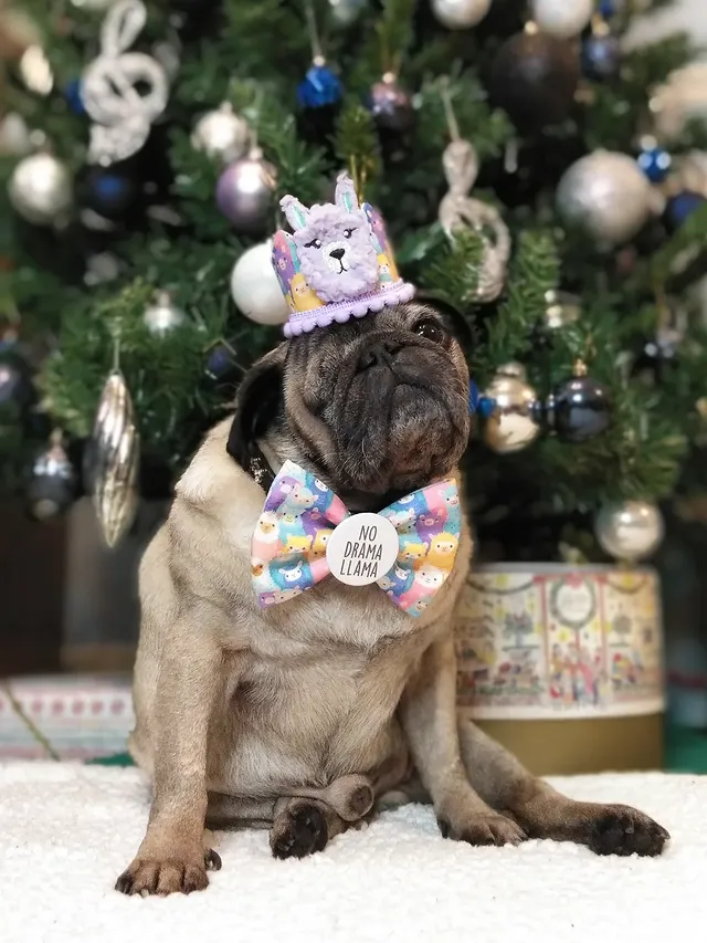 Instagram post by @lilrascalpug for Frankys Bowtique. Caption reads: [...] cos ✨YOU'RE WORTH IT✨. Currently....