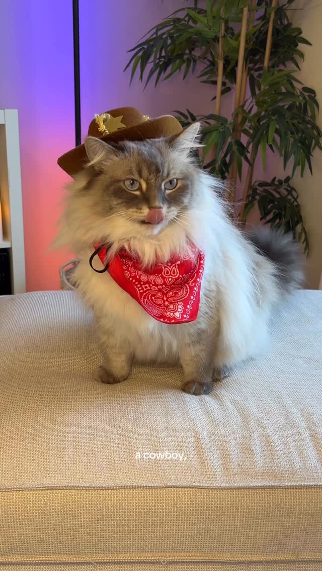 Instagram post by @nimbus_siberian for PetSmart. Caption reads: Okay now help Nimbus choose which @petsmart....