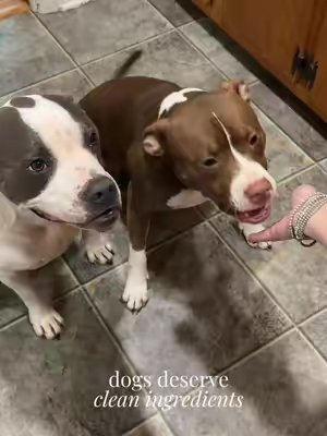 TikTok post by @callyngm for Dog Is Human. Caption reads: My fur babies 🖤 #dogs #dogishuman....