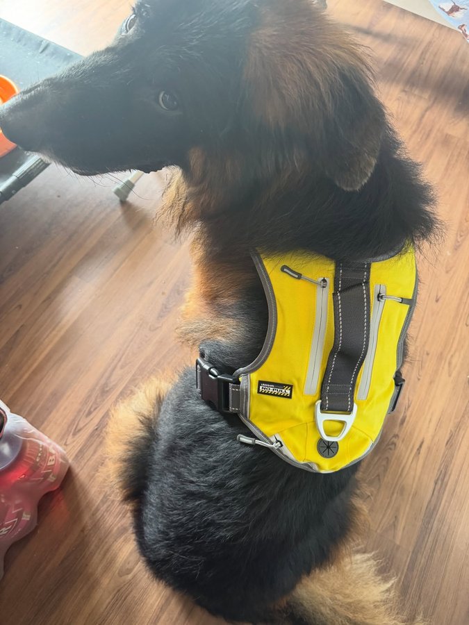 Instagram post by @thedevonpack for FidaPet. Caption reads: How stylish do I look in my new @fidapet harness....