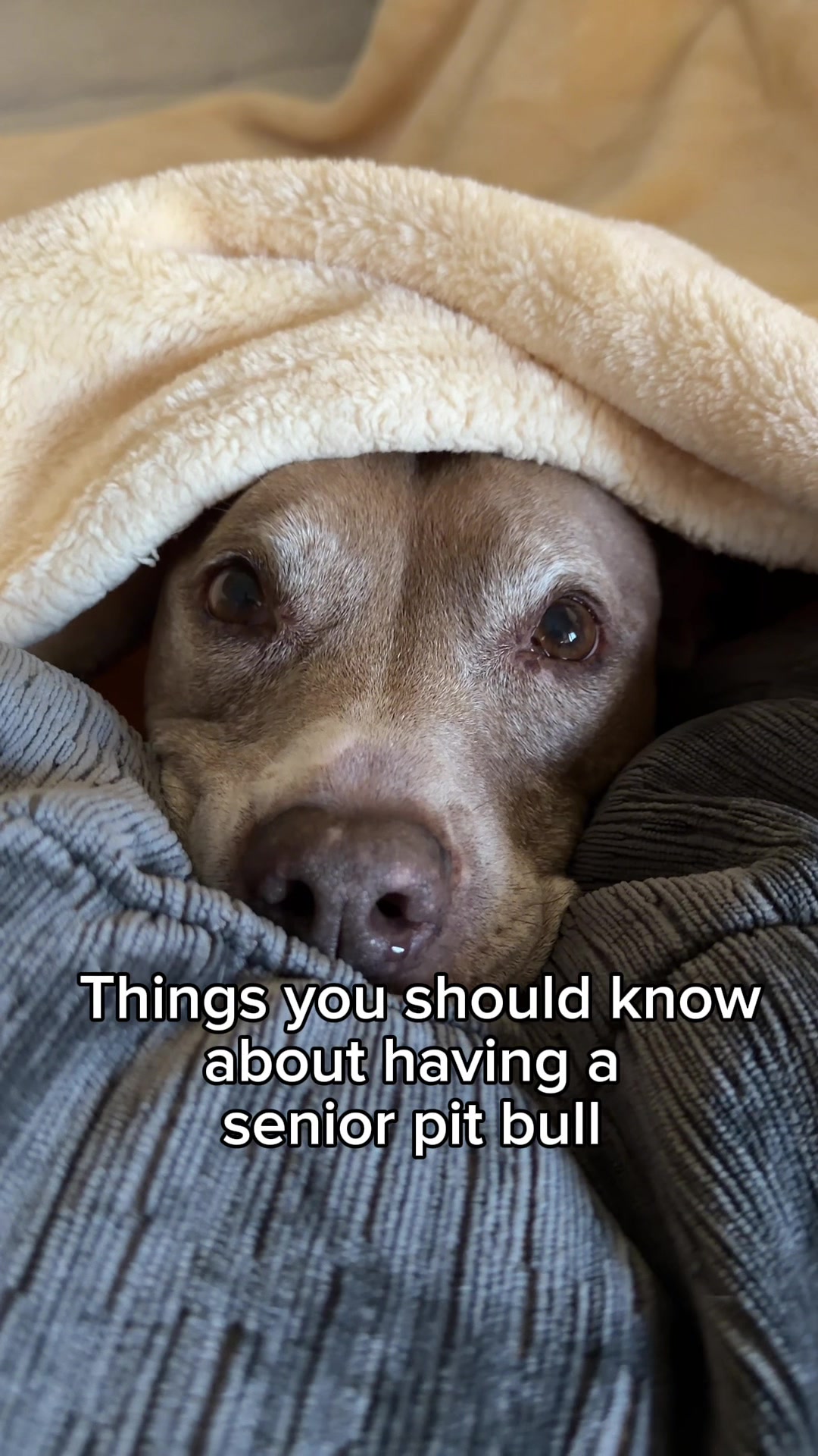 TikTok post by @knight_thepit for Lesure Pet. Caption reads: [...] support matter a little more, and the....